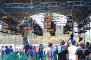 KOntes Burung Berkicai yang digelar Bayem Team.